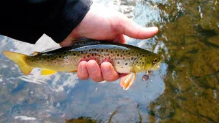 Ручьевая форель (лат. Salmo trutta fario)