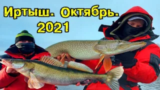 Рыбалка на Иртыше Октябрь 2021 Судаки не дают скучать, щука на джиг