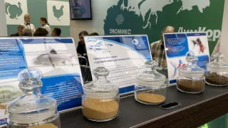 Отраслевая наука создаст основу для масштабного отечественного производства рыбных кормов