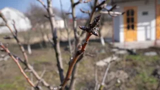 Весенний уход за садом или дачей на вашем участке