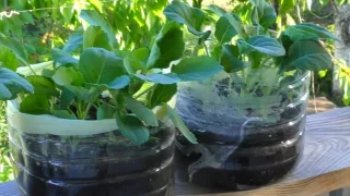Точные сроки посева капусты на рассаду
