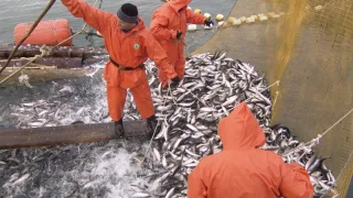 В Охотском море открылся промысел сельди в Западно-Камчатской подзоне