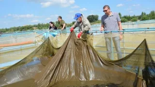 «Росводоканал Омск» организовал на Иртыше «выпускной» для мальков осетра