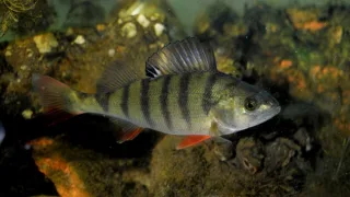 Речной окунь, или обыкнове́нный окунь (лат. Perca fluviatilis)
