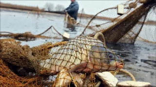В Калининградской области у браконьеров за неделю изъято 900 кг рыбы