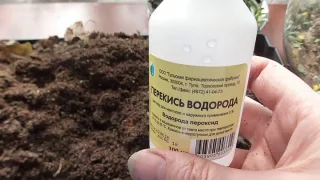 Перекись водорода - средство от многих болезней ваших растений