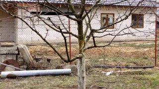 Как правильно обрезать черешню? Весенняя обрезка черешни.