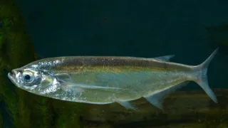 Чехонь (лат. Pelecus cultratus)