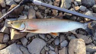 Желтощёк (лат. Elopichthys bambusa)