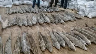 В Московской области изъято почти 16 тонн осетровых видов рыб