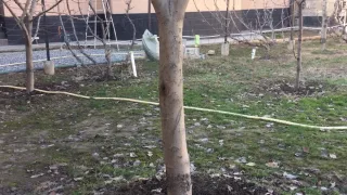 100% защита ваших деревьев от муравьев
