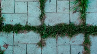 Как избавиться от травы между плиткой на дорожке