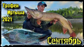 Трофеи Иртыша 2021 Щуки 10+ не дают скучать
