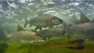 Чир, или щекур (лат. Coregonus nasus)