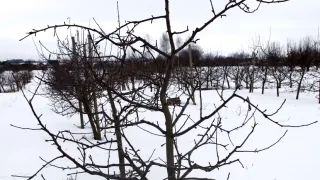 Обрезка ветвей яблони в зимний период