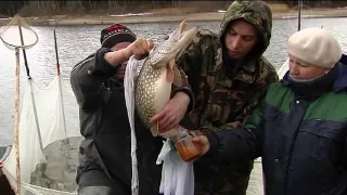 Как разводят щук
