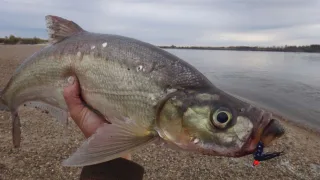 Обыкновенный верхогляд (лат. Chanodichthys erythropterus)
