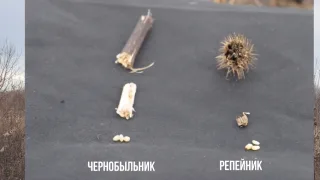 Репейник и чернобыльник - прекрасная насадка для ловли рыбы