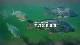 НИЖНЯЯ ВОЛГА. ОБИТАТЕЛИ ГЛУБИН