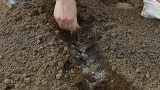 Зола - польза и вред. Как не лишиться урожая