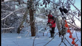 Рыбалка на Оби в корягах, крупный окунь.