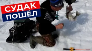 ЗИМНЯЯ ЛОВЛЯ СУДАКА НА АКТИВНЫЕ ПРИМАНКИ