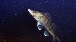 Судак (Luciopercasandra)