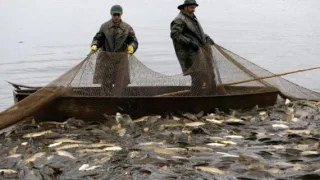 Свободно бесплатно но не везде