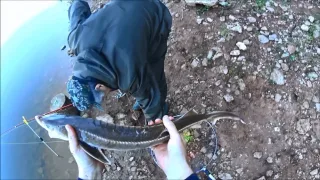 Ловля Стерляди на Закидушки на Ручейника