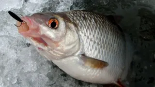 Мормышки для зимней ловли плотвы