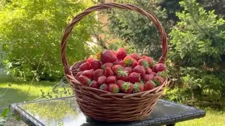 Секреты выращивания клубники