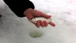 Как ловить ельца зимой?