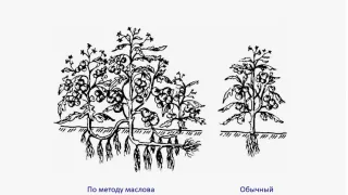 Посадка томатов по методу Маслова!