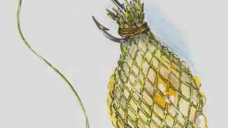 Ракушка-перловица в капроне - насадка на сазана