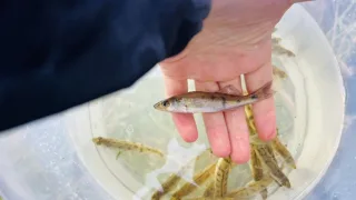 Впервые молодь судака пополнила запасы Рыбинского водохранилища