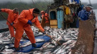 Почти 16 тысяч тонн рыбной продукции отправлено в российские регионы по железной дороге из Приморского края за последнюю неделю
