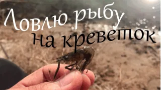 Какая рыба клюёт на креветку?