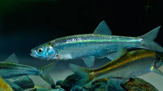 Уклейка (уклея), или обыкновенная уклейка, или силявка (лат. Alburnus alburnus)