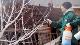 Чем обработать деревья осенью