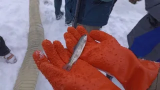 В Ладожское озеро выпустили более 63 тысяч экземпляров молоди палии