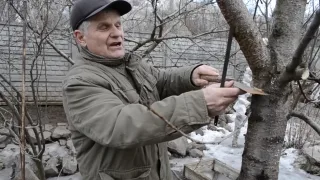 Как делать кербовку на ваших деревьях