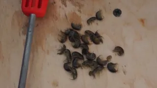 Как насадить мормыша на мормышку