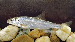 Елец (лат. Leuciscus leuciscus)