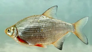 Густера (лат. Blicca bjoerkna)