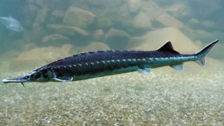 Шип (лат. Acipenser nudiventris) — рыба семейства осетровых