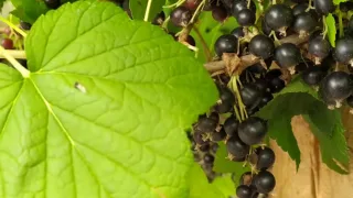Что делать со смородиной после сбора урожая