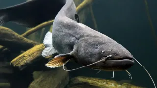 Обыкновенный сом, или европейский сом (лат. Silurus glanis)