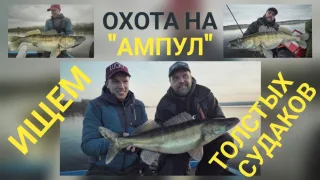 Весенняя миграция судака на Волге