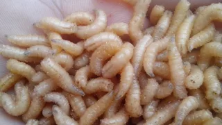 Как вывести опарыша для рыбалки?