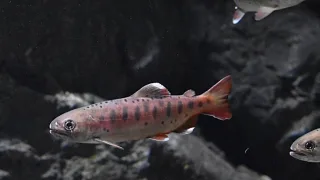 Сима, или масу (лат. Oncorhynchus masou)